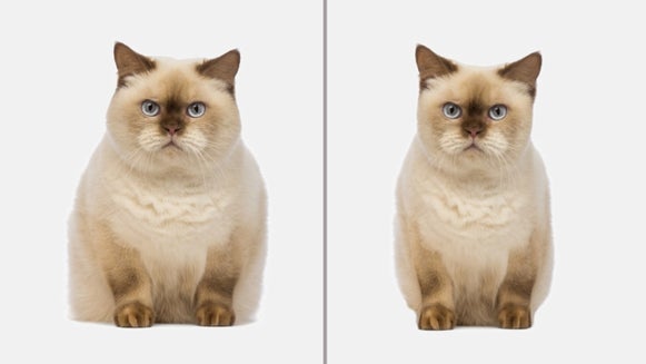 Two images of a cat, the second showing a smaller cat