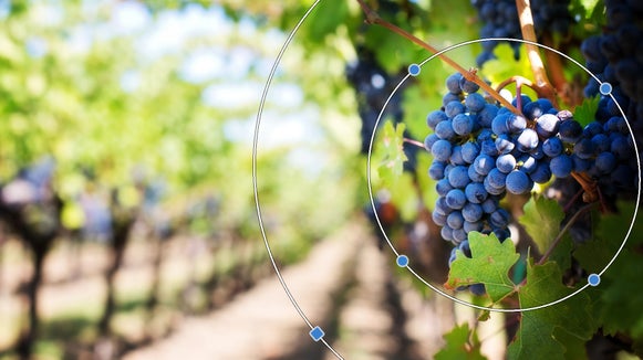 Image of vineyard with funky focus tool applied to focus on grapes
