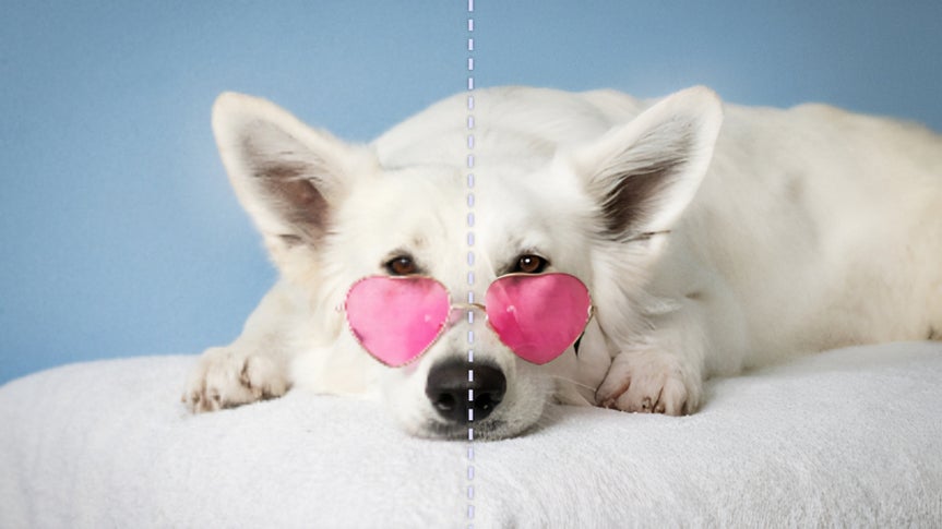 Image of dog in pink sunglasses with one side of the image showing higher resolution
