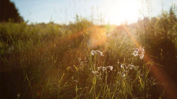 Image of field with lens flare effect